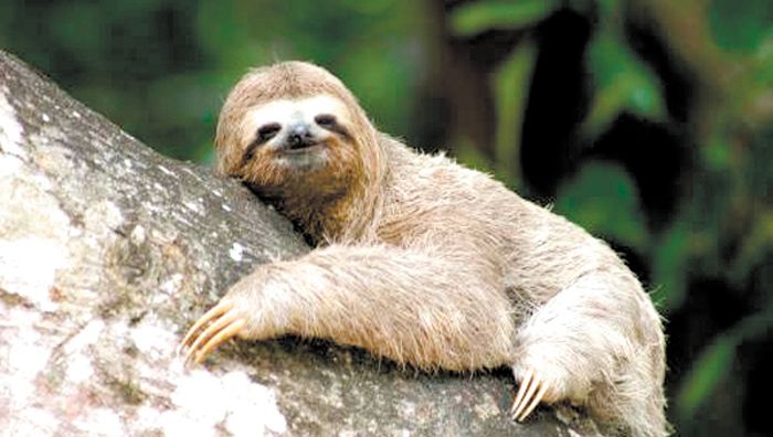 A imagem atual não possui texto alternativo. O nome do arquivo é: preguic3a7oso_post.jpg